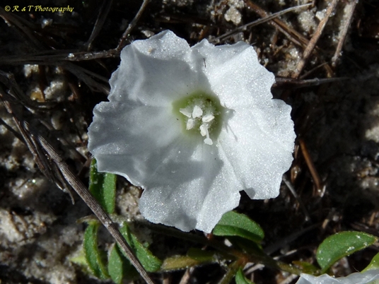 {Stylisma humistrata}